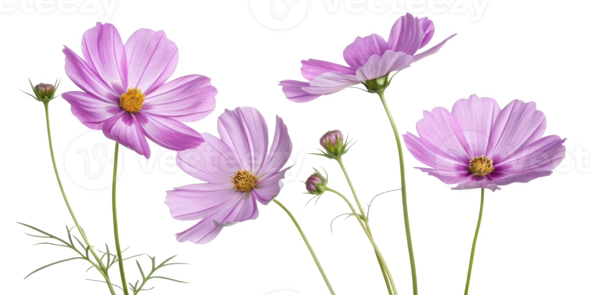 Cosmos flower with delicate pink petals and yellow centers bloom gracefully on slender green stems creating serene and natural floral scene png