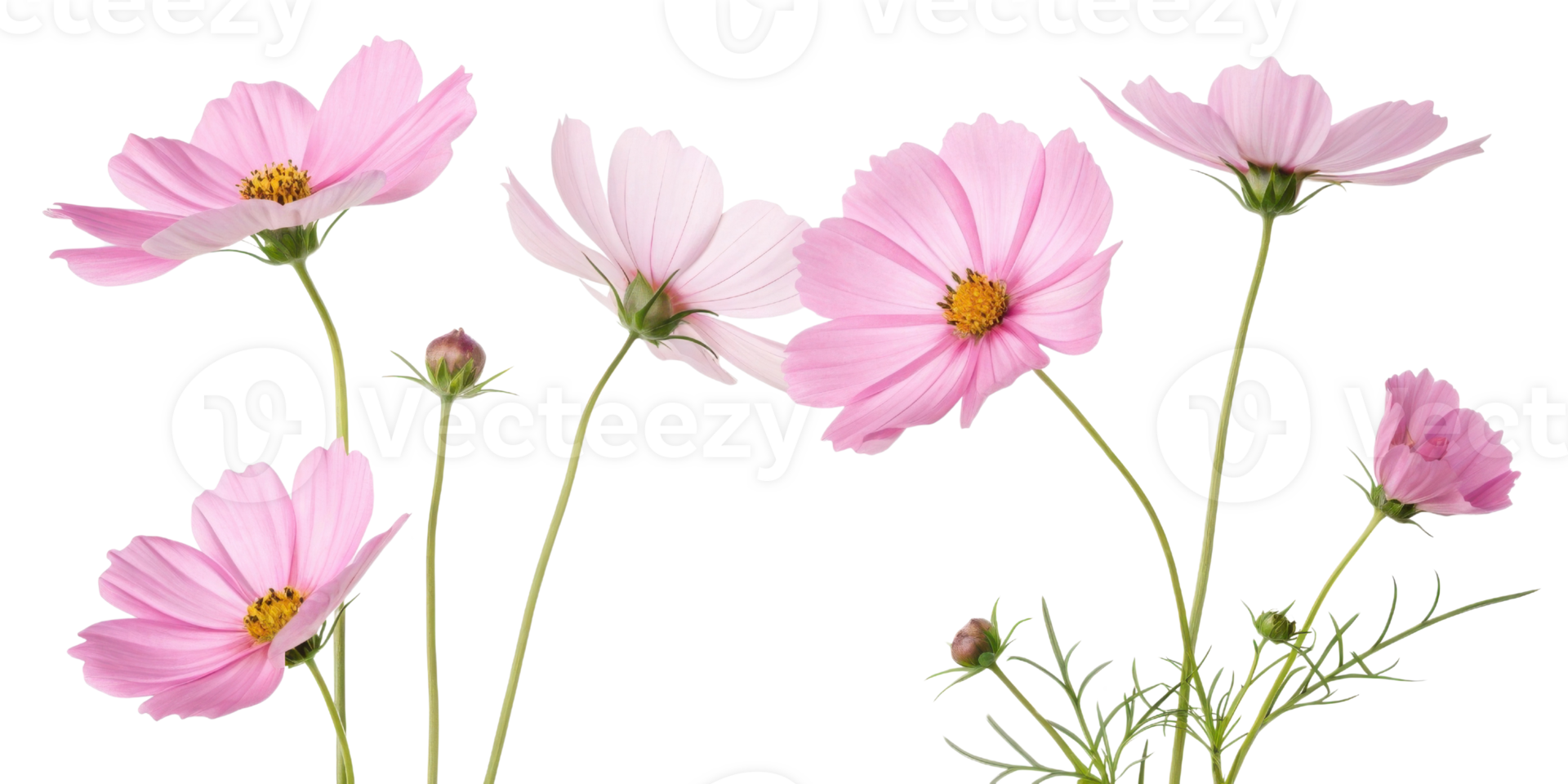 Delicate cosmos flower with soft pink petals and slender green stems creates gentle and beautiful natural scene full of calm and grace png