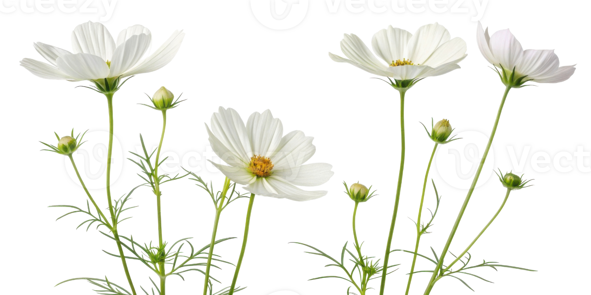 White flower cosmos bloom with green stem and leaves isolated on transparency background showing natural beauty and delicate petals png