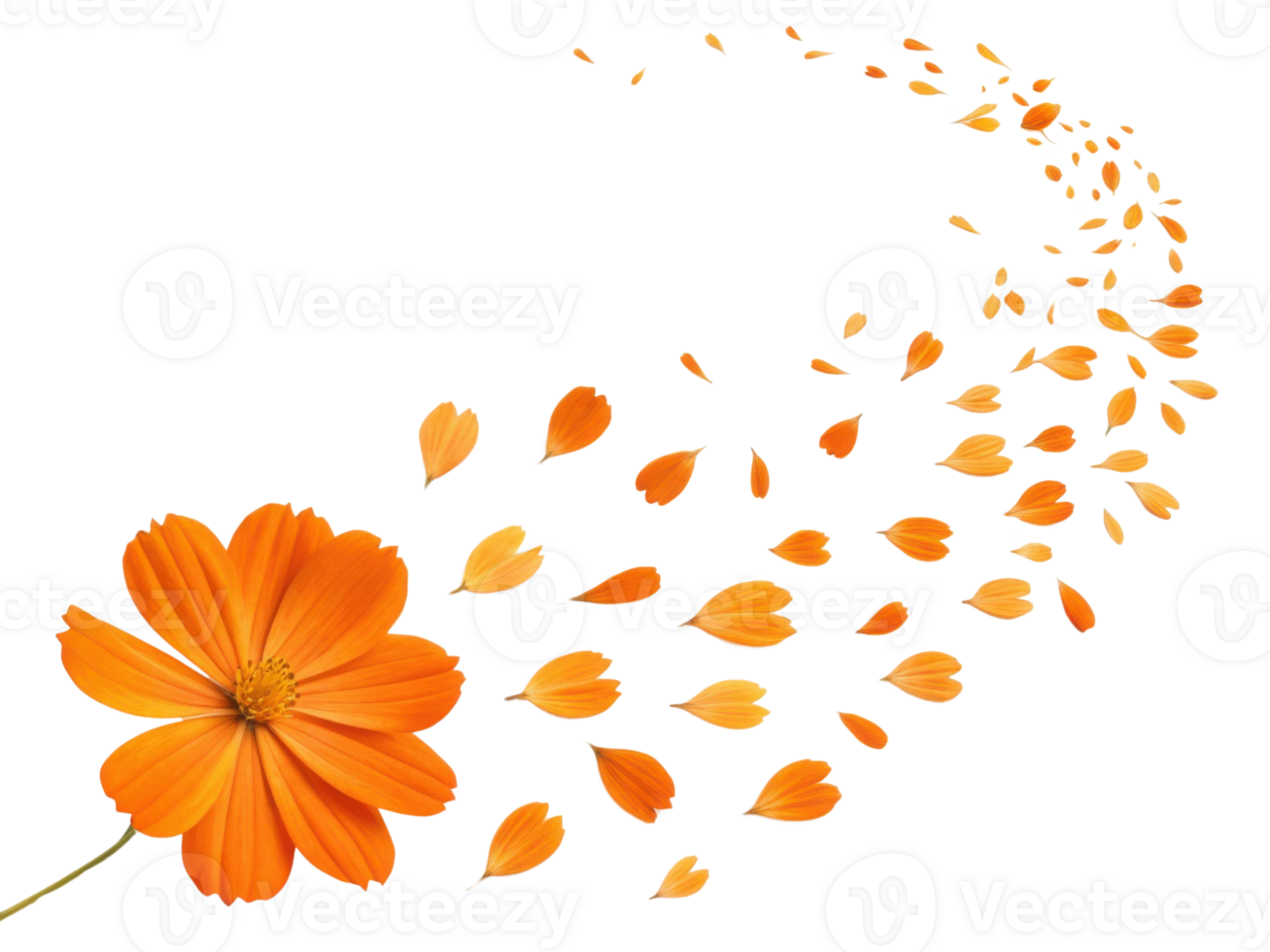 Orange cosmos flower with petals flying away in swirling pattern creating beautiful natural design full of motion and life png