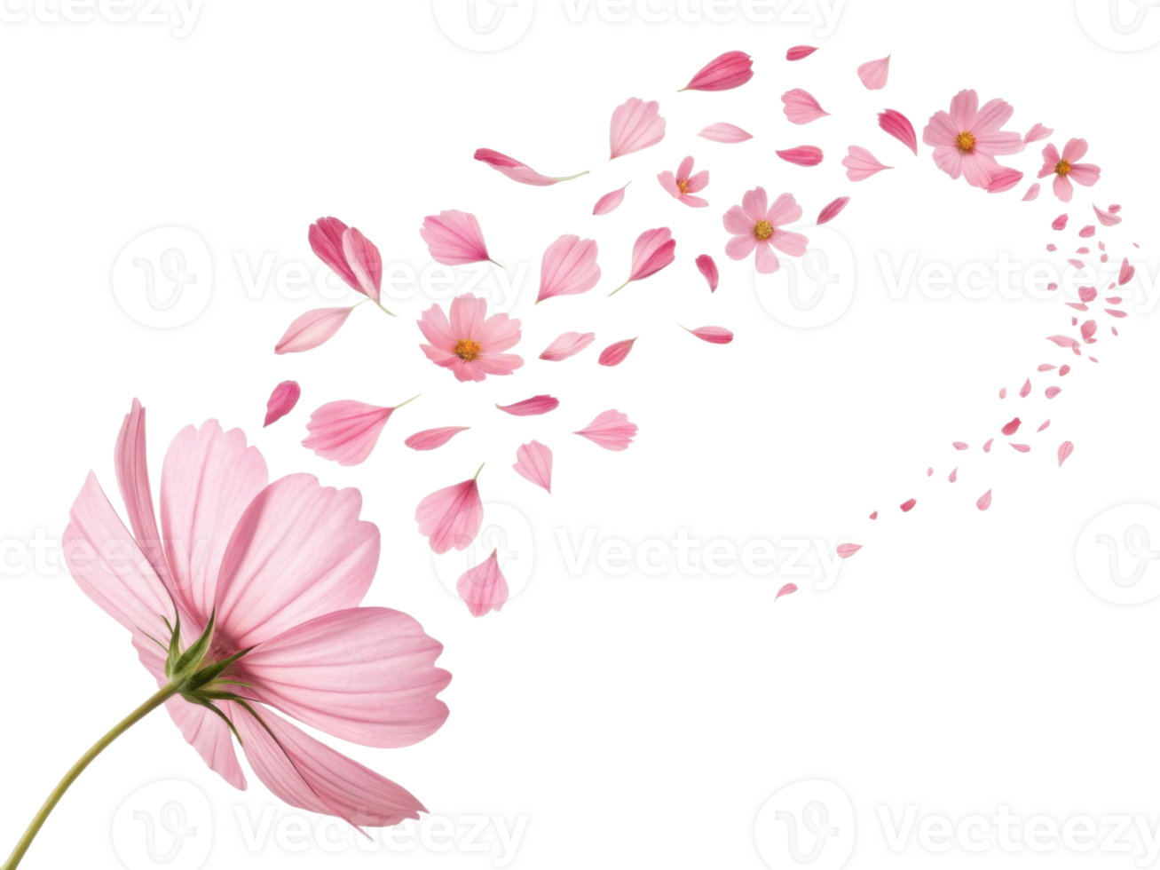 Pink flower with petals flying away in swirl like cosmos in sky creating beautiful and delicate floral scene full of motion and grace png