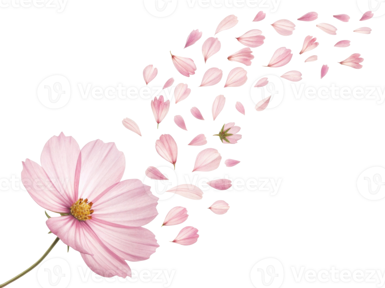 Delicate cosmos flower with soft pink petals gently drifting away creating serene and beautiful natural scene full of calmness png
