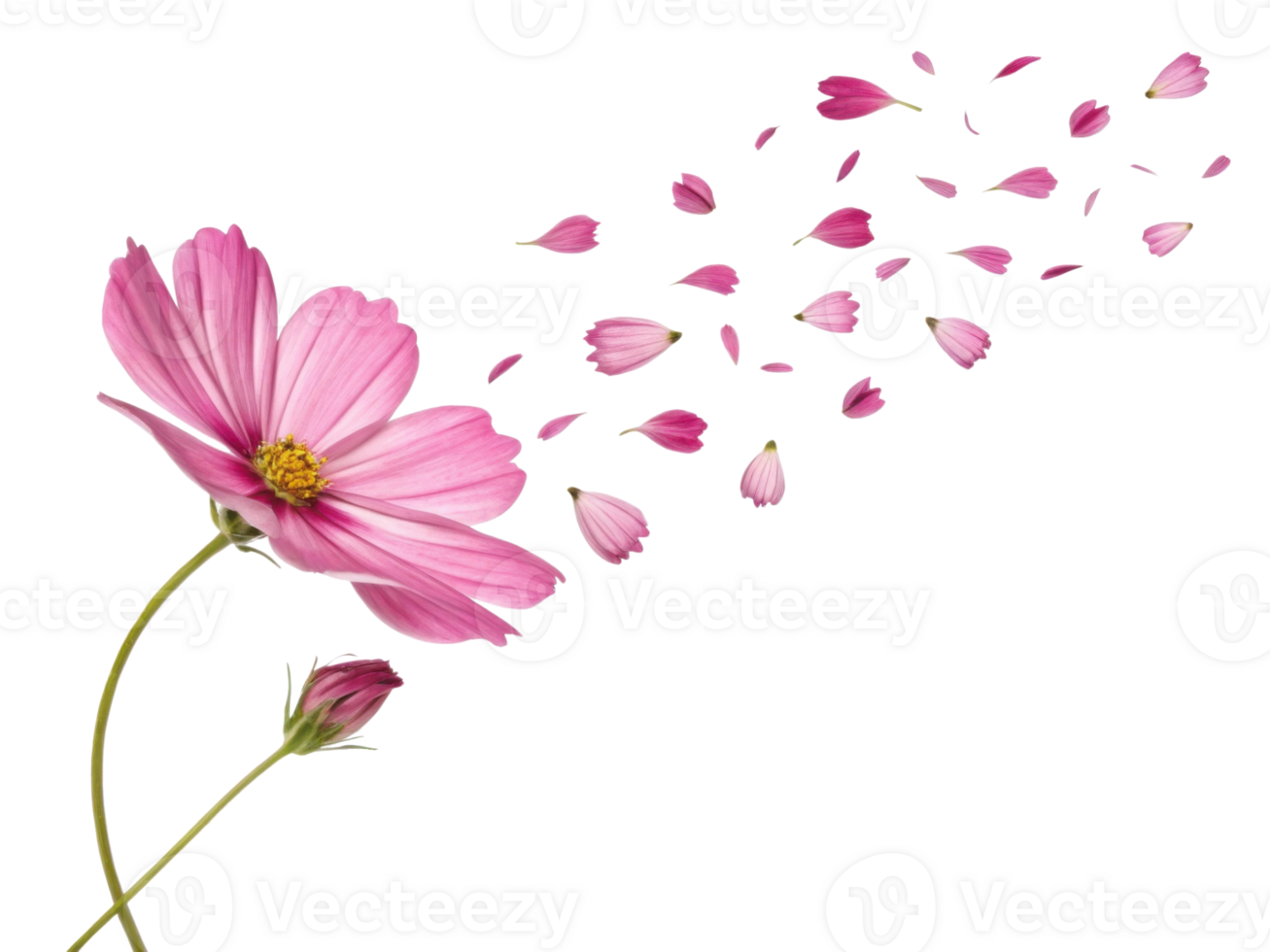 Pink cosmos flower with petals flying away in wind creating delicate and beautiful natural scene full of gentle motion and grace png