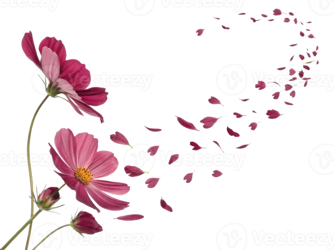 Pink flower petals swirl in cosmos dance creating delicate and beautiful natural pattern full of gentle motion and grace png