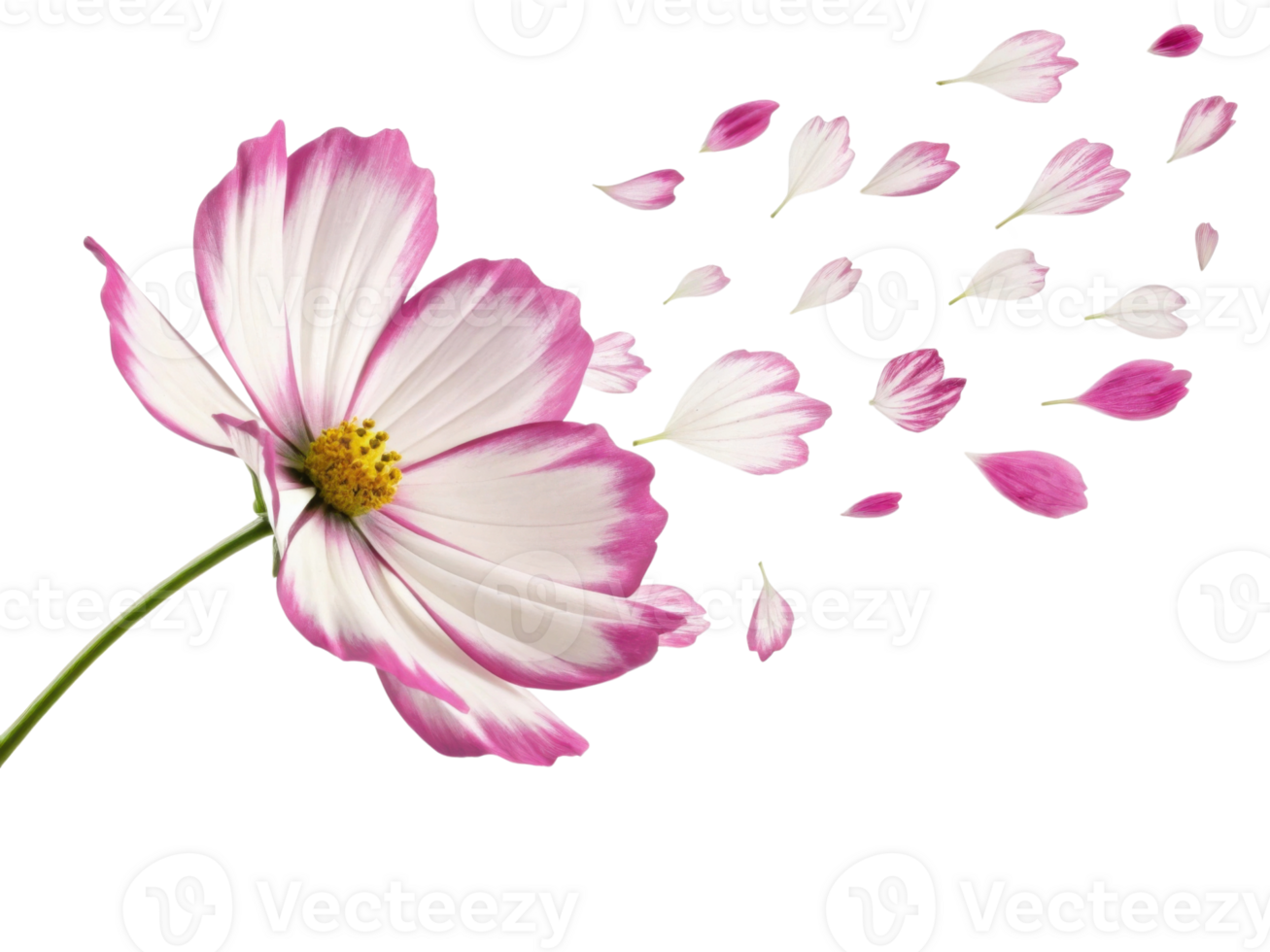 Cosmos flower with white petals edged in pink gently releases petals that float away creating delicate and beautiful scene png
