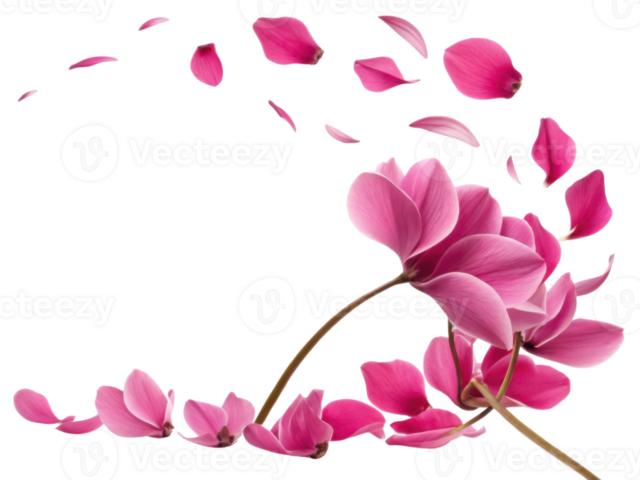Pink cyclamen flower with delicate petals falling gently creating soft and elegant floral scene full of natural beauty and charm png