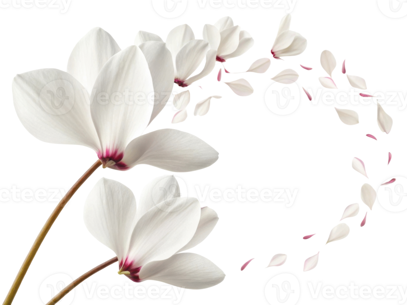 White cyclamen flower with delicate petals and soft pink accents creating graceful and elegant floral design with falling petals png