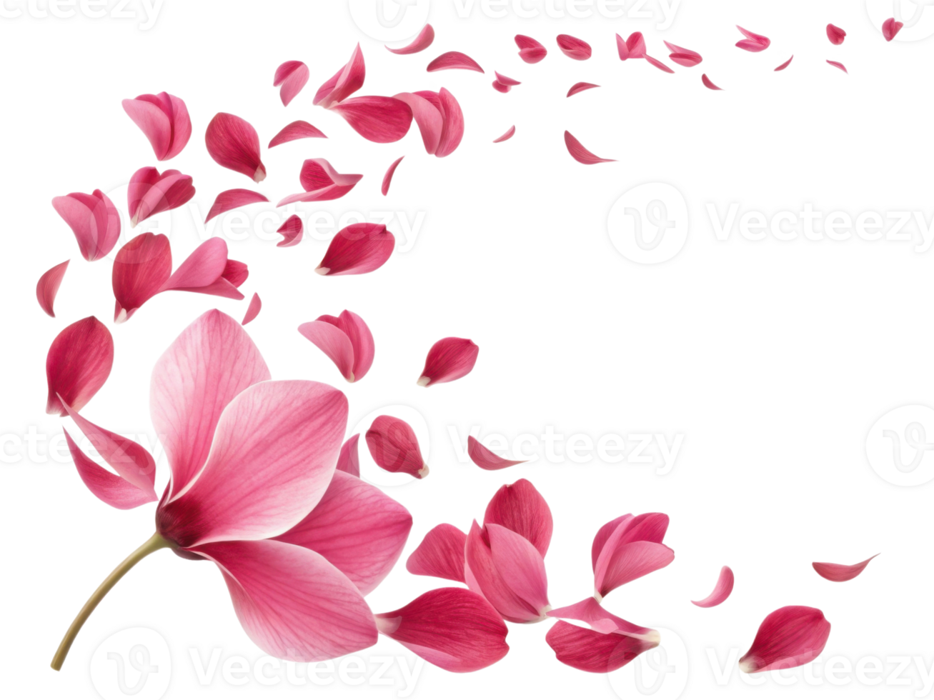 Beautiful cyclamen flower with vibrant pink petals gently swirling and falling in delicate pattern creating soft and elegant floral scene png