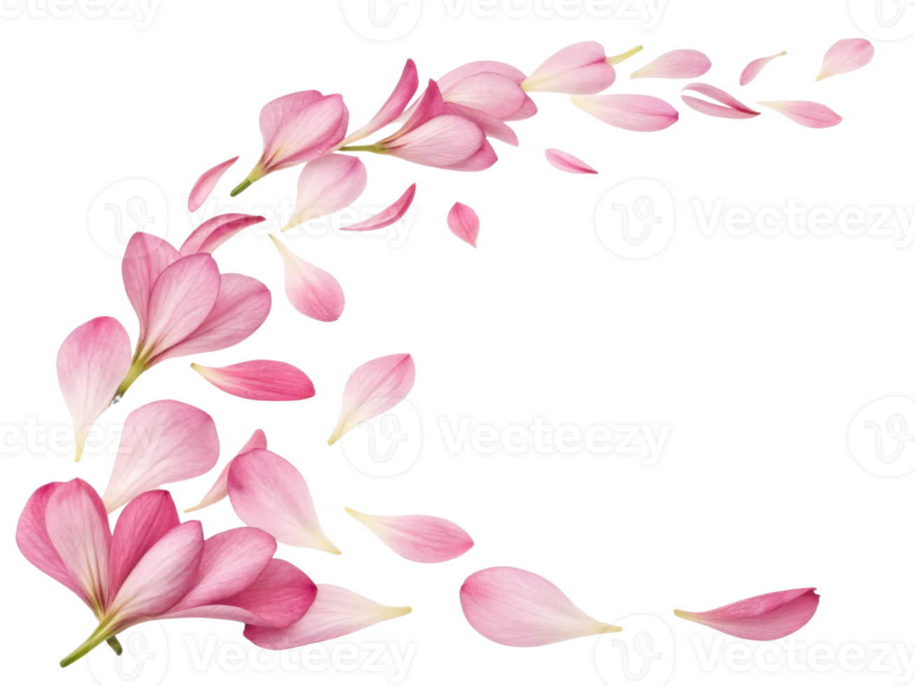 Beautiful pink freesia flowers gracefully scatter across transparency background, creating serene and elegant atmosphere png