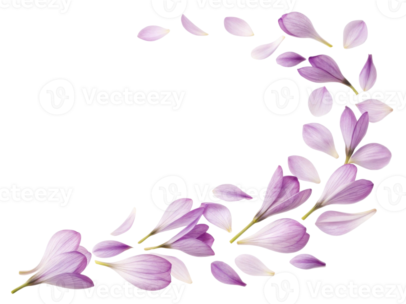 Delicate freesia flower petals gracefully scatter in beautiful swirl, creating serene and calming atmosphere png