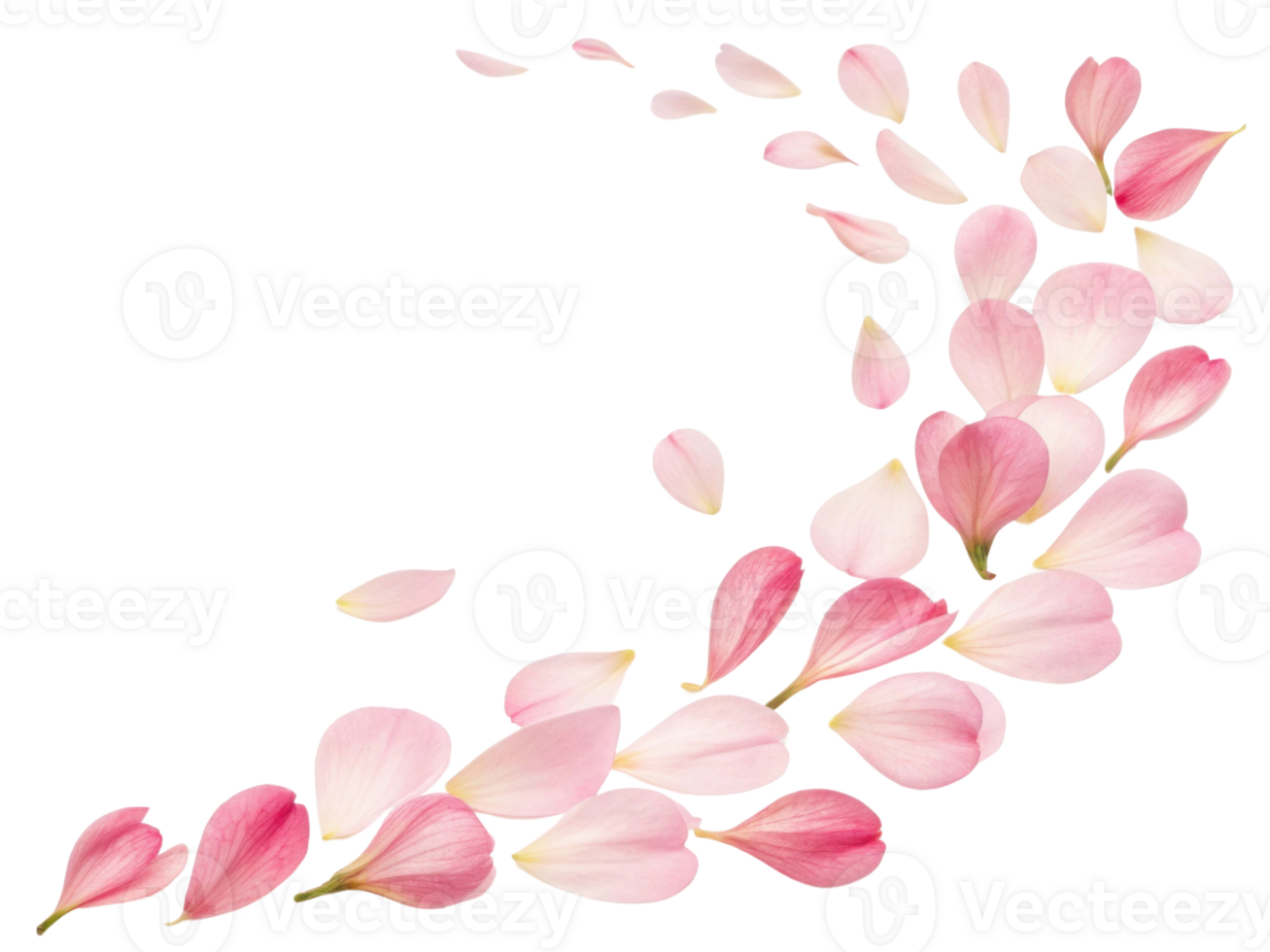Beautiful pink freesia flower petals gracefully scatter, creating delicate and serene atmosphere that evokes feelings of tranquility and beauty png