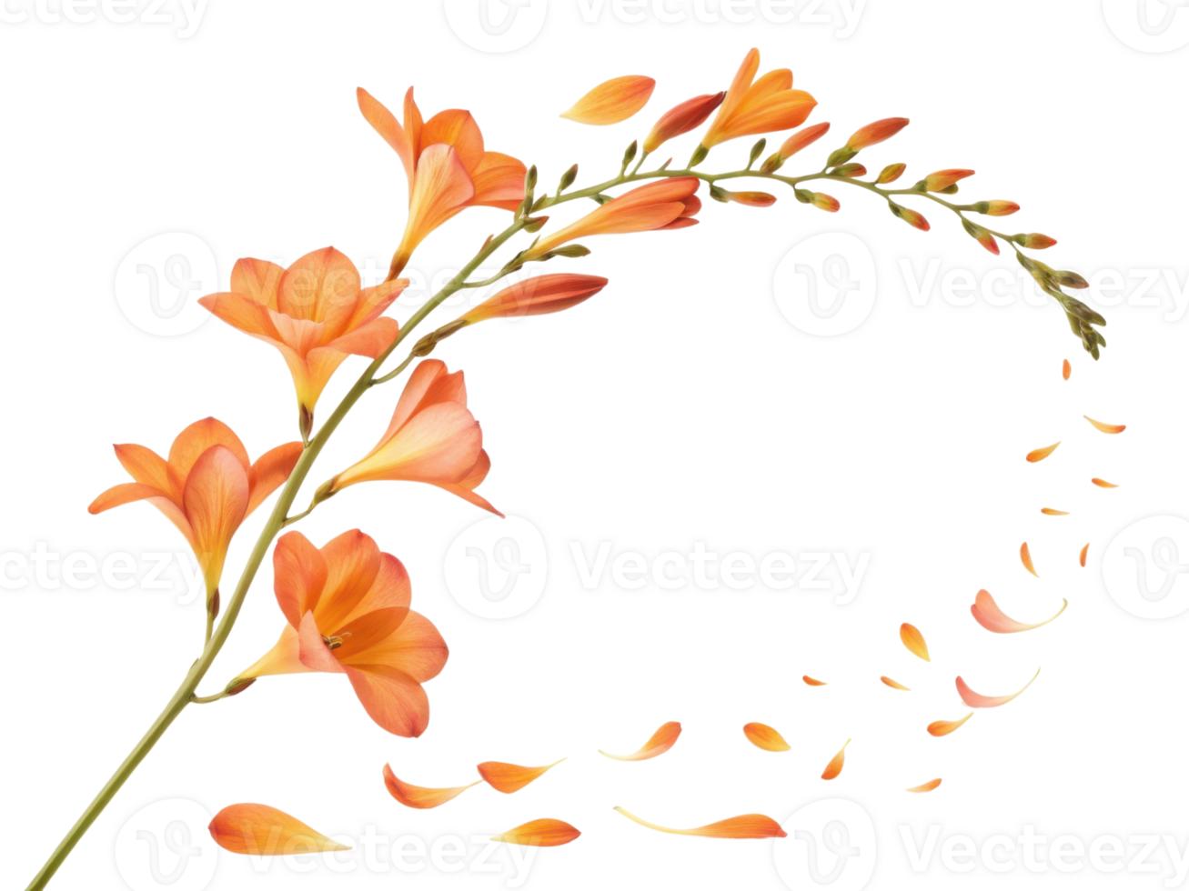 Beautiful freesia flower branch with vibrant orange petals gracefully sways, creating sense of elegance and tranquility png