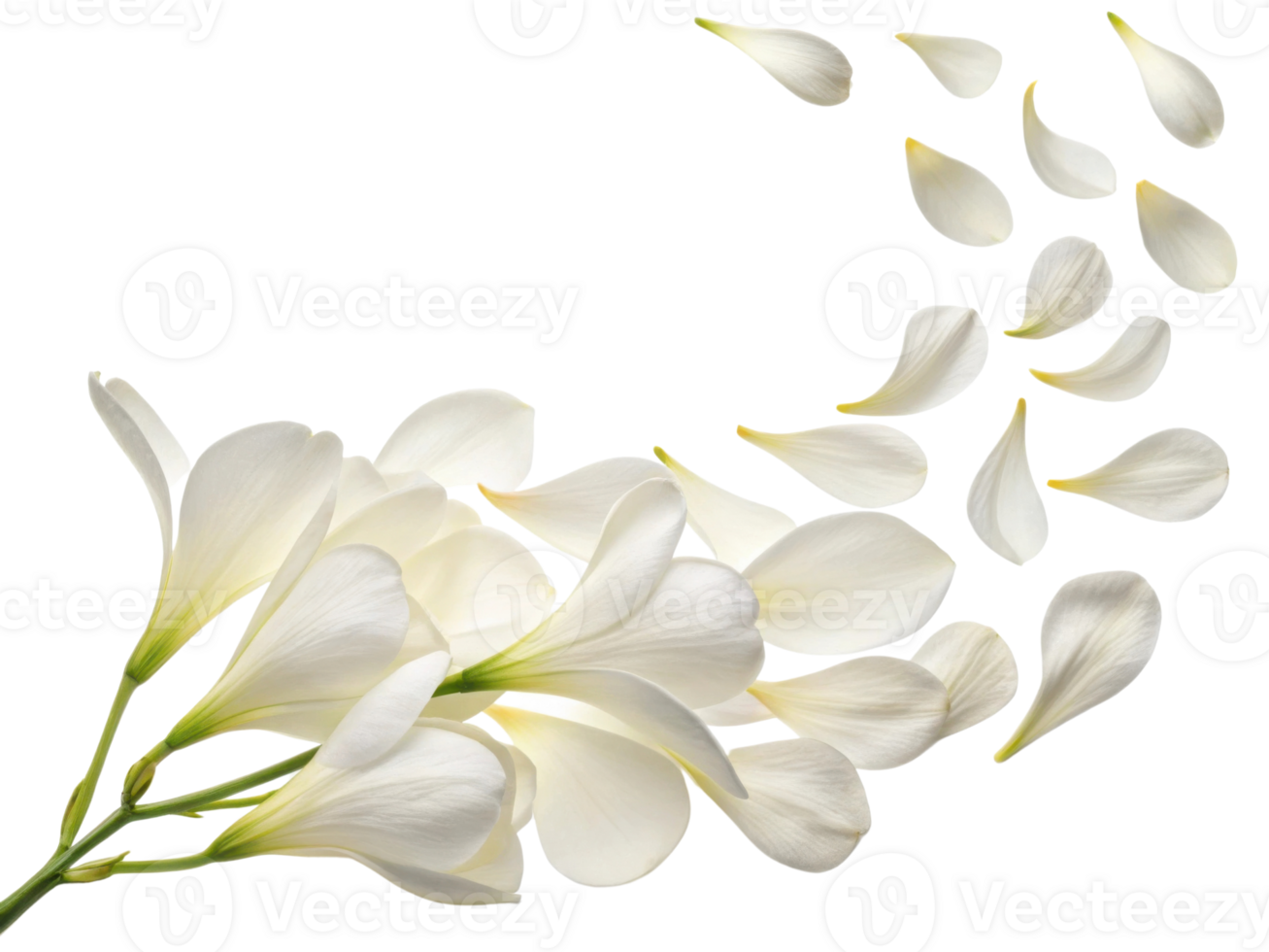 Beautiful freesia flowers gracefully scatter their delicate petals, creating serene and enchanting atmosphere png