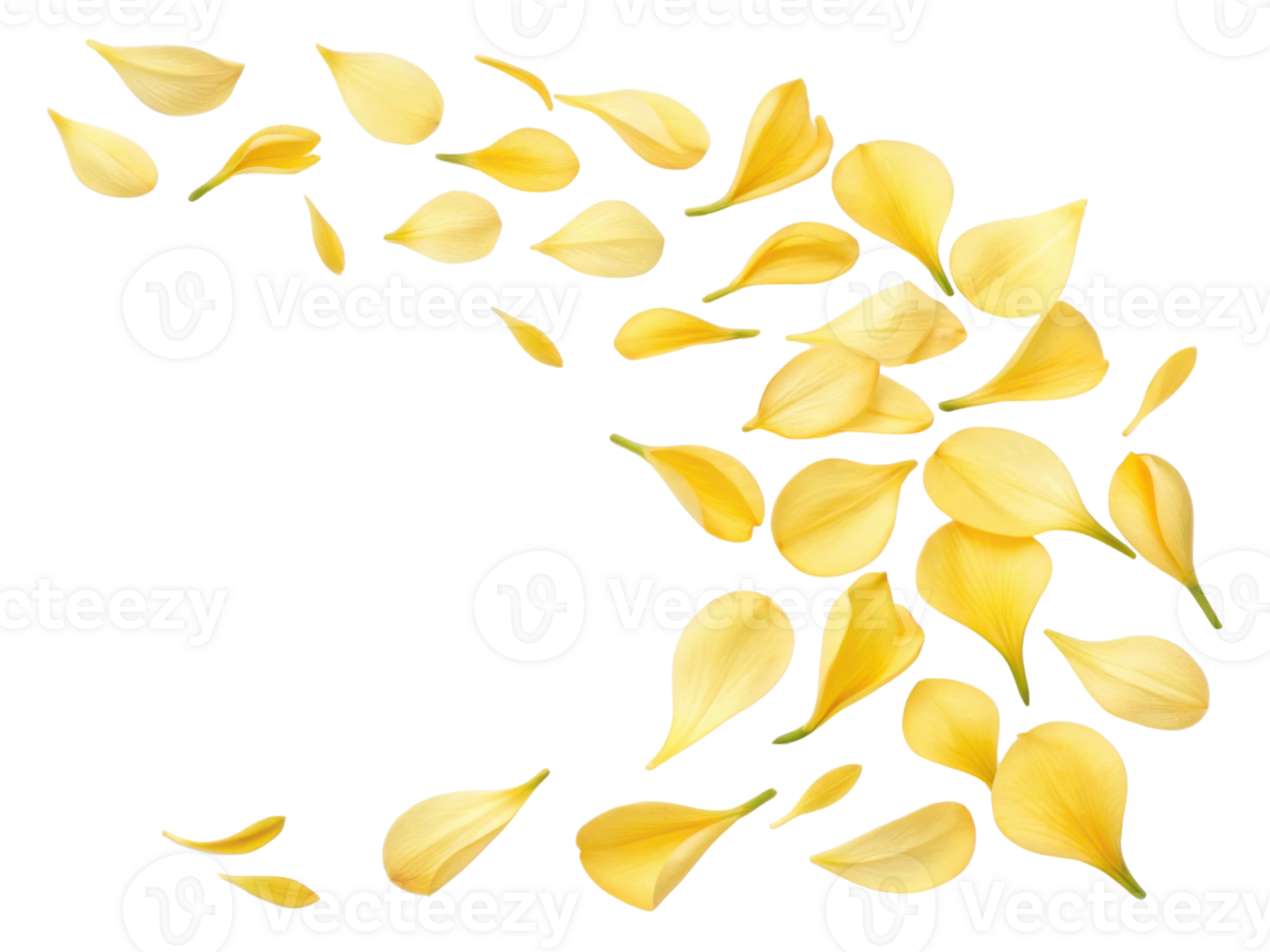 Beautiful yellow freesia flower petals scattered gracefully create vibrant and cheerful atmosphere png