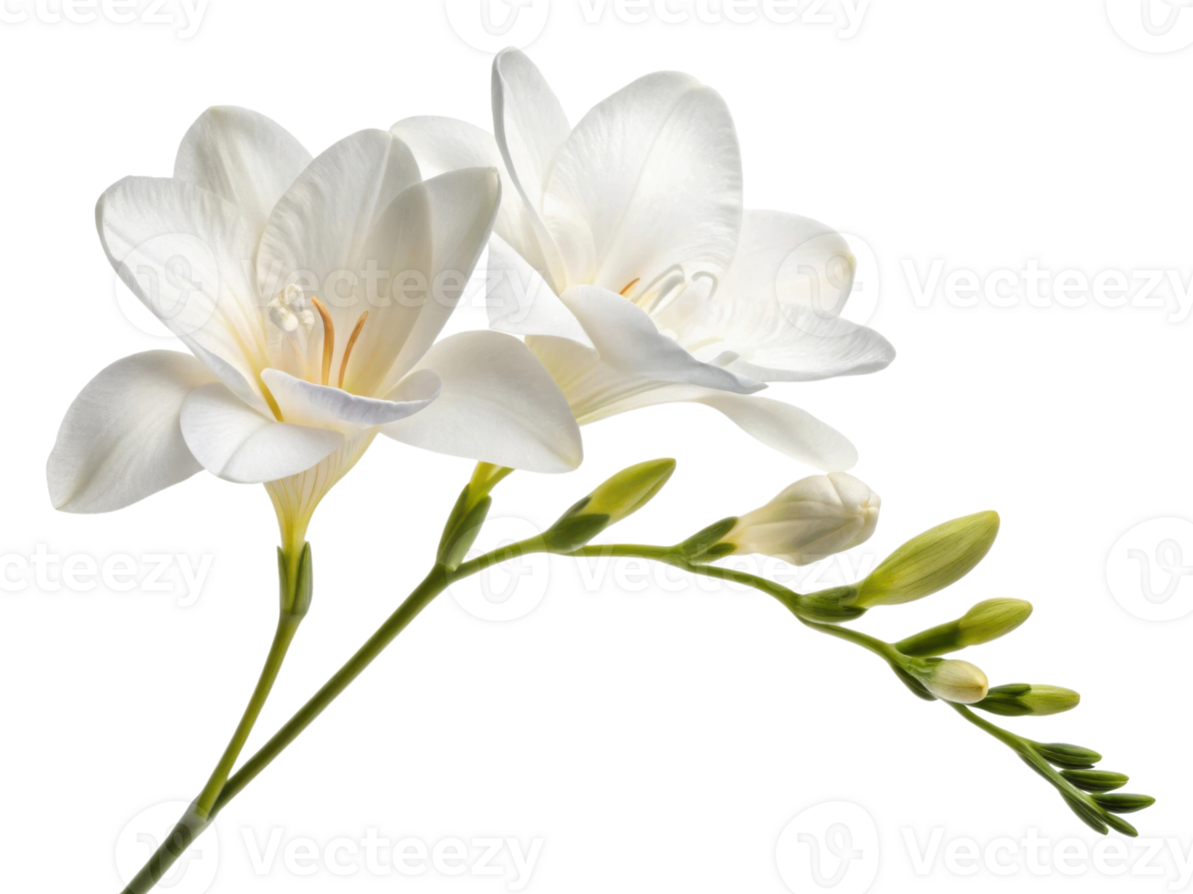 Beautiful freesia flowers bloom gracefully, showcasing their delicate petals and vibrant green stems, perfect for any floral arrangement png