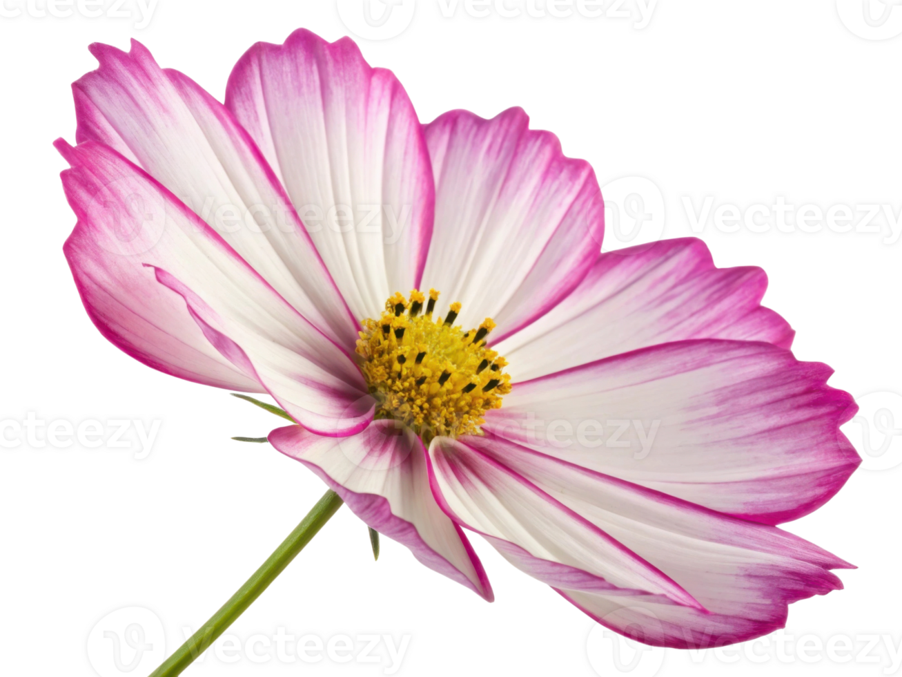 Delicate cosmos flower with white petals edged in pink and bright yellow center, showcasing natural beauty and vibrant colors in bloom png
