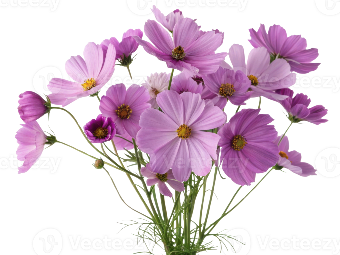 Beautiful cosmos flower bouquet with delicate pink petals and yellow centers creating charming and vibrant floral display full of life png