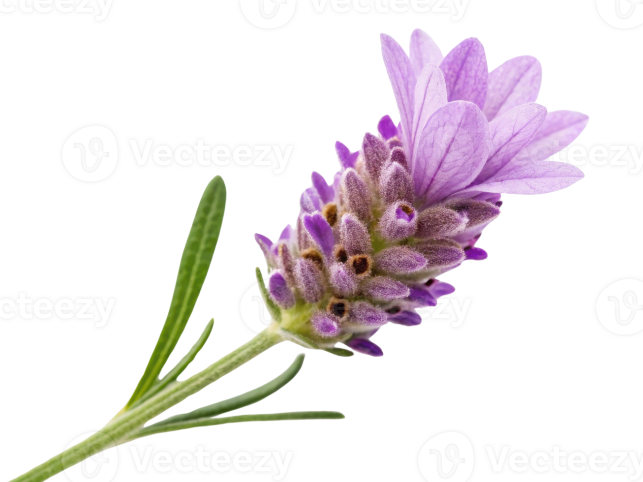 Lavender heather flower blooms beautifully with delicate purple petals and green leaves, evoking sense of tranquility and nature charm png