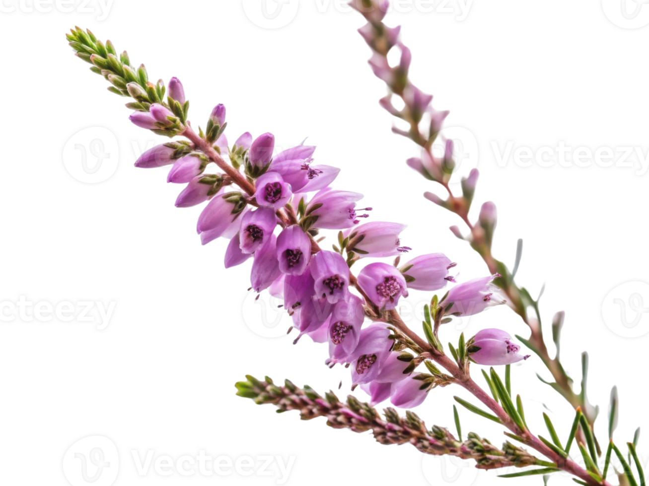 Beautiful heather flower with delicate pink blooms showcases nature elegance and charm in vibrant display of color and life png