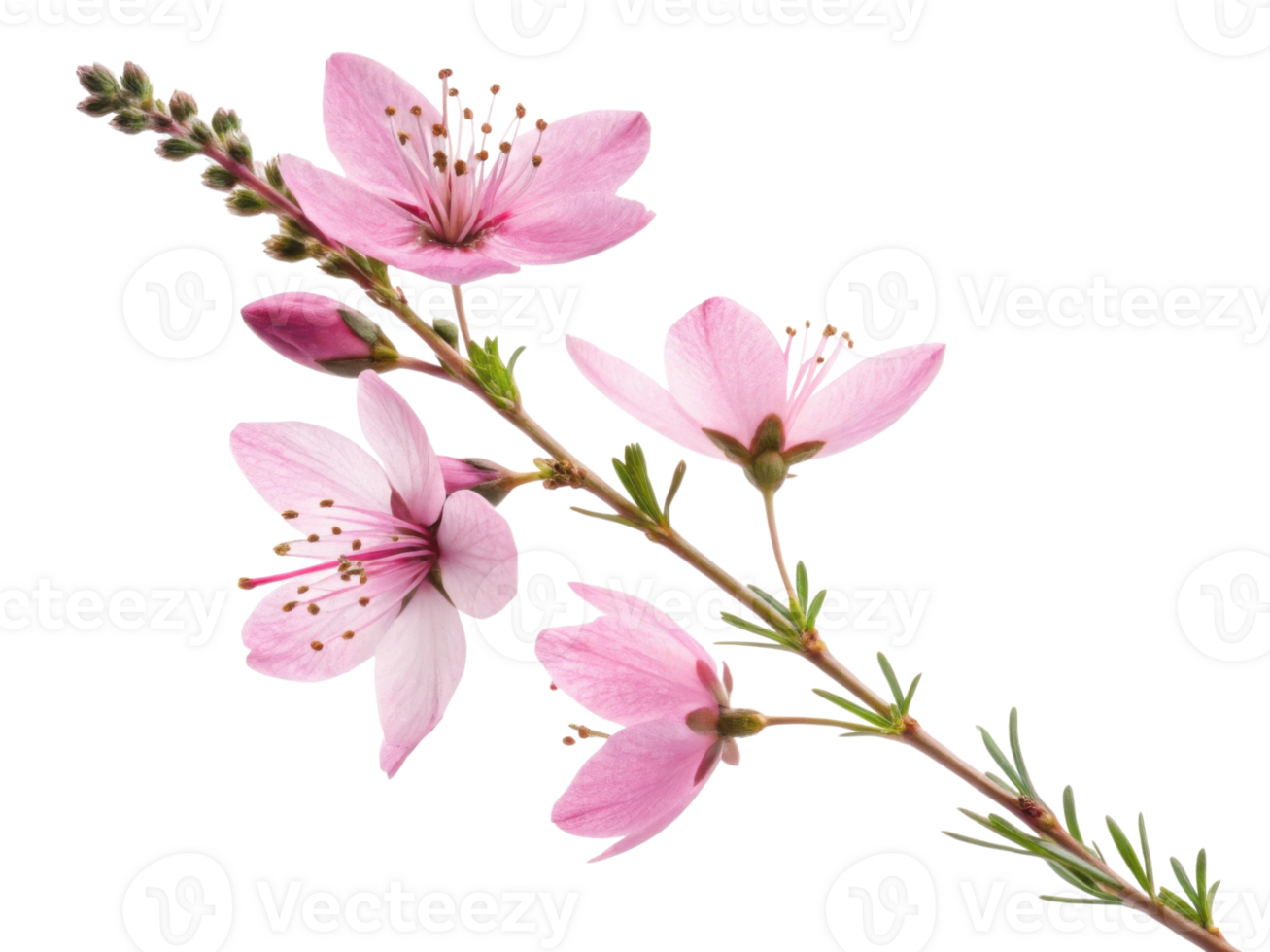 Delicate heather flower branch showcases soft pink petals and slender green leaves, creating serene and beautiful natural display png