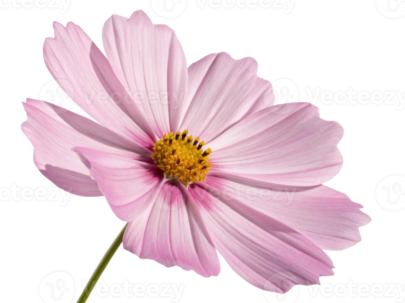 Delicate pink cosmos flower with soft petals and bright yellow center radiates natural beauty and gentle elegance in this close up image png
