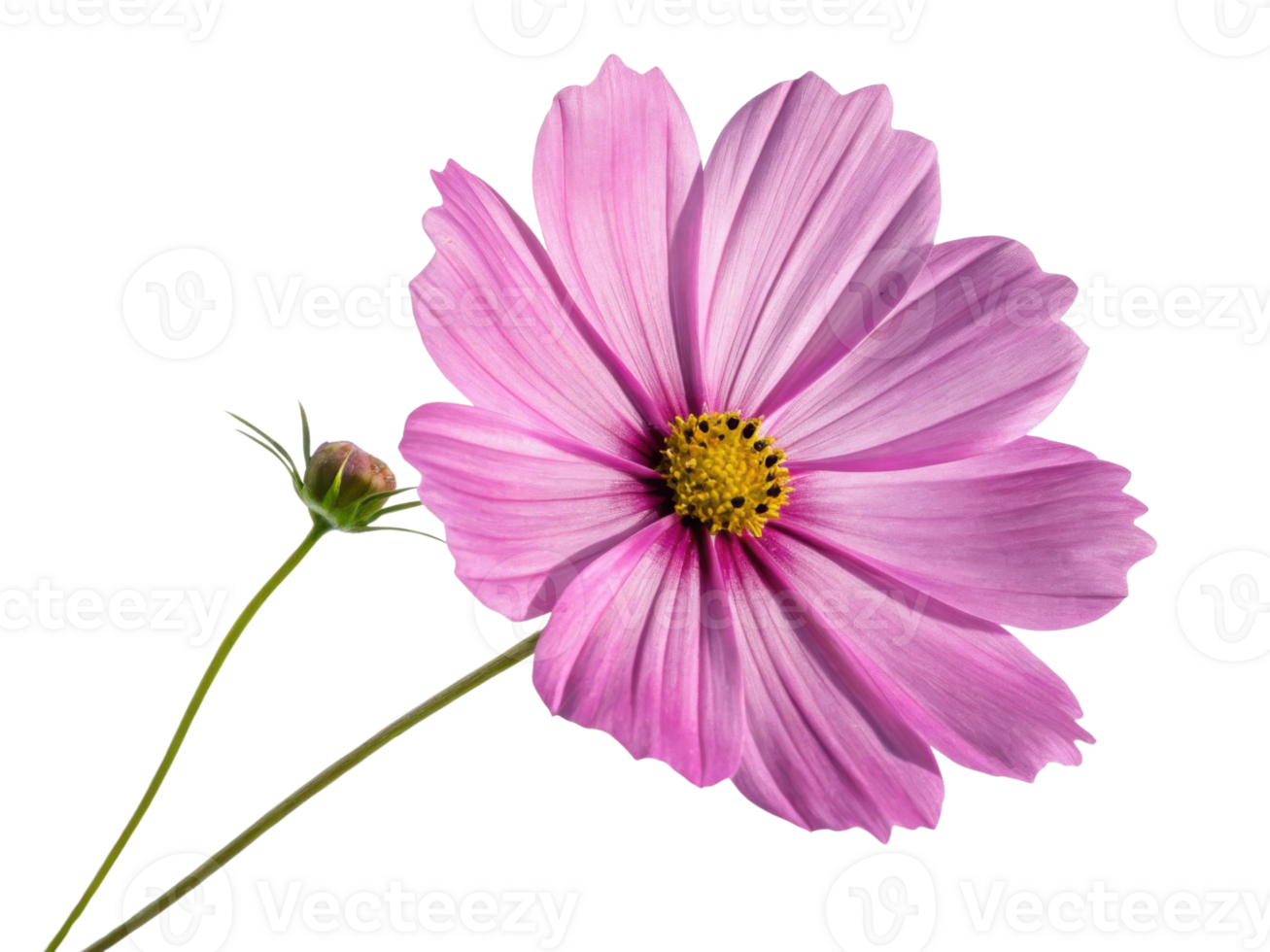 Delicate pink flower blooms with soft petals under cosmos sky, radiating natural beauty and gentle elegance in vibrant color png