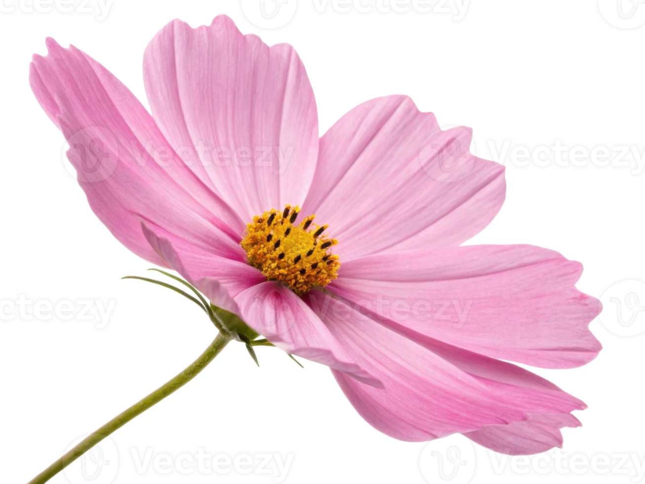 Delicate pink flower blooms with soft petals and bright yellow center evoking vast cosmos in serene natural beauty scene png
