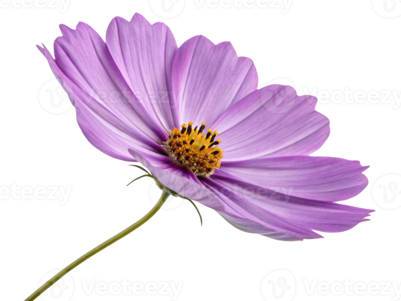 Delicate purple cosmos flower with soft petals and vibrant yellow center blooms gracefully on slender green stem in natural light png