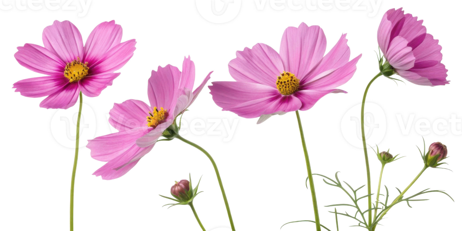 Pink cosmos flower with green stem and leaves in natural light showing delicate petals and yellow center png