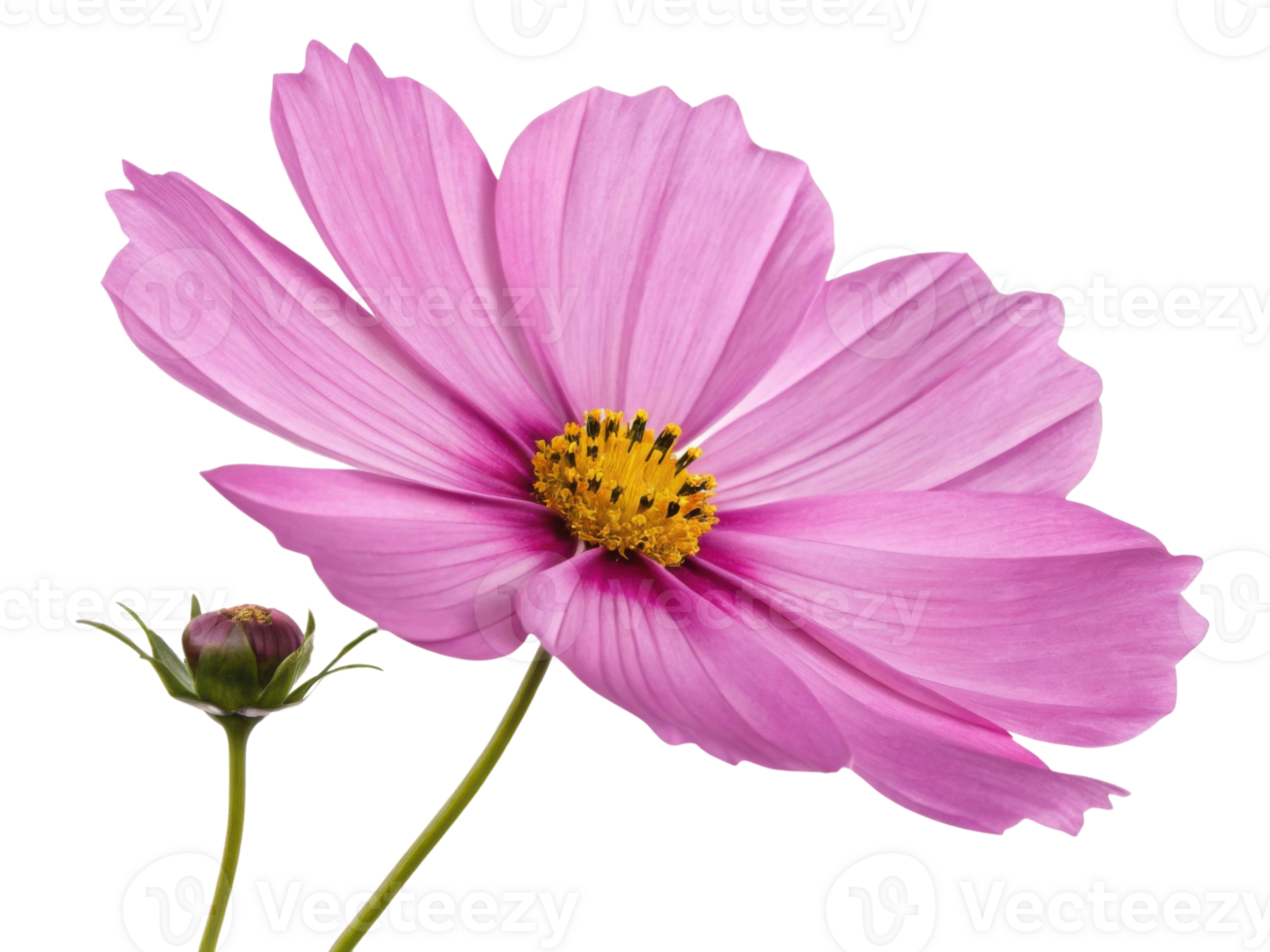 Beautiful pink cosmos flower with delicate petals and yellow center blooming alongside small bud on green stem png