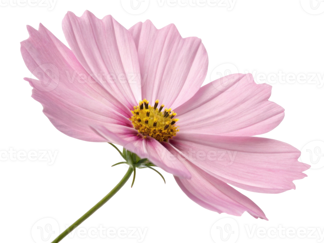 Delicate pink flower blooms with soft petals and yellow center evoking vast cosmos in serene natural beauty scene png