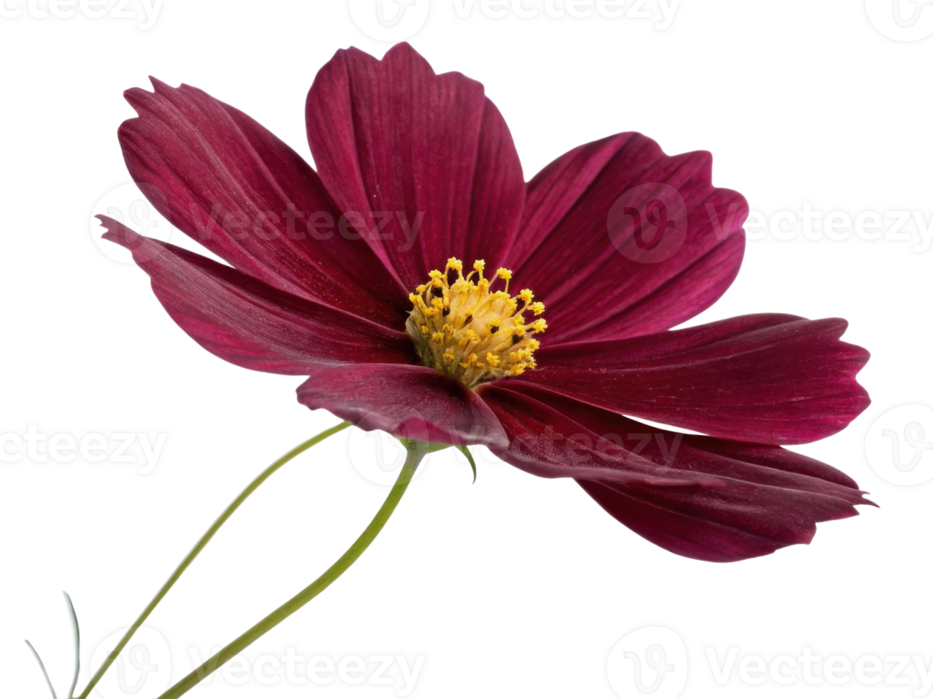 Deep red cosmos flower with delicate petals and bright yellow center radiates natural beauty and vibrant life in this close up image png
