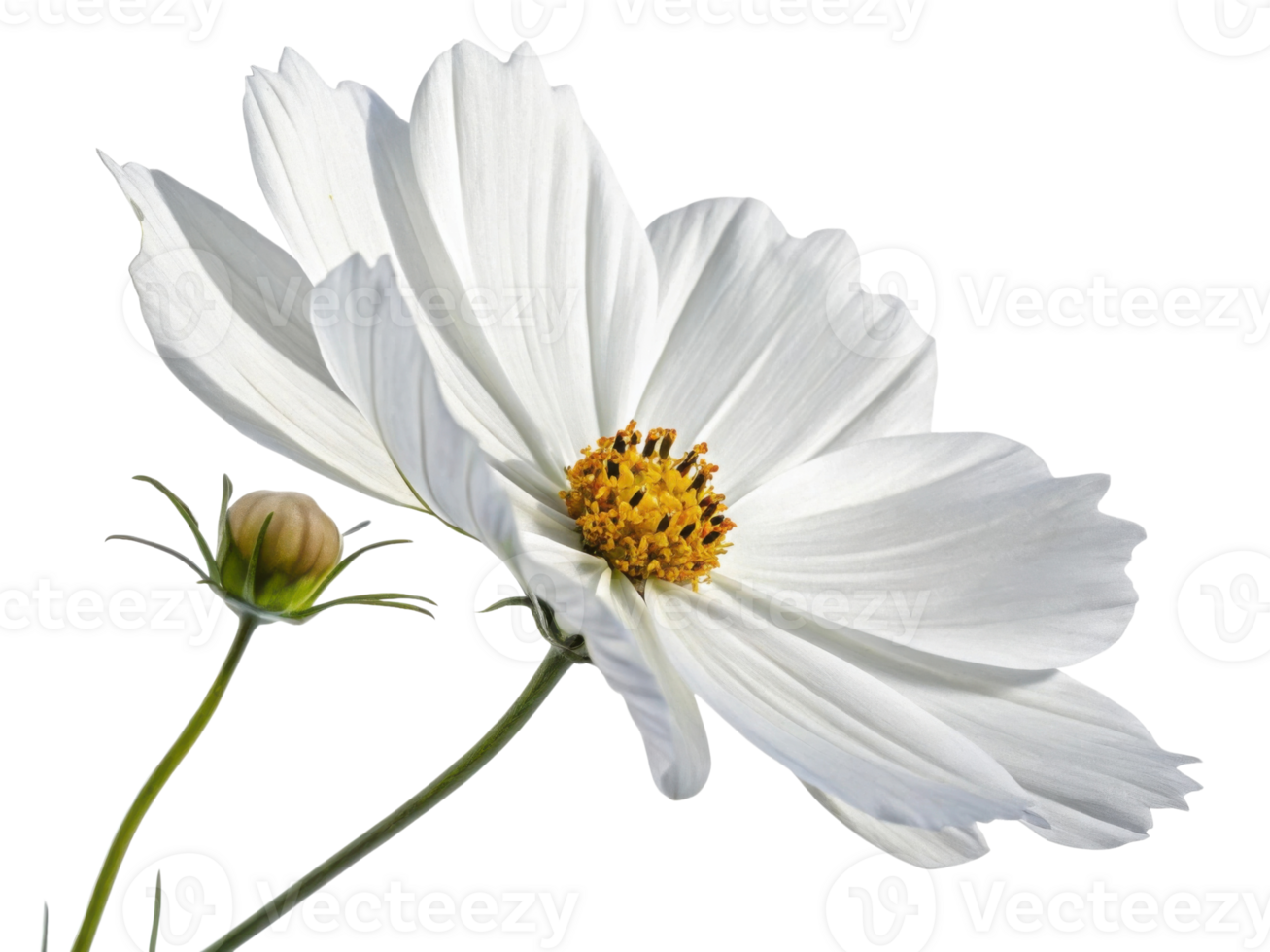 Delicate white flower blooms with soft petals and bright yellow center, evoking vast cosmos in its gentle beauty and grace png