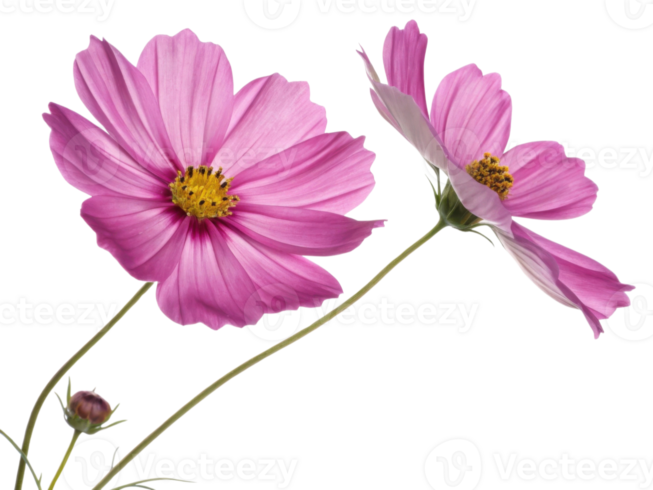 Two pink cosmos flowers bloom beautifully with delicate petals and yellow centers creating vibrant flower scene full of natural charm png