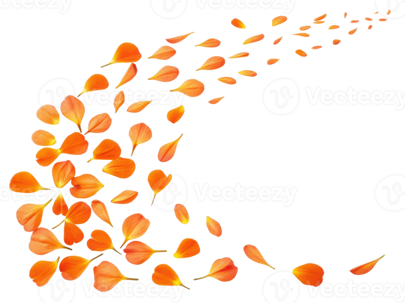 Beautiful orange primrose flower petals scatter gracefully, creating vibrant and lively scene that evokes joy and warmth png