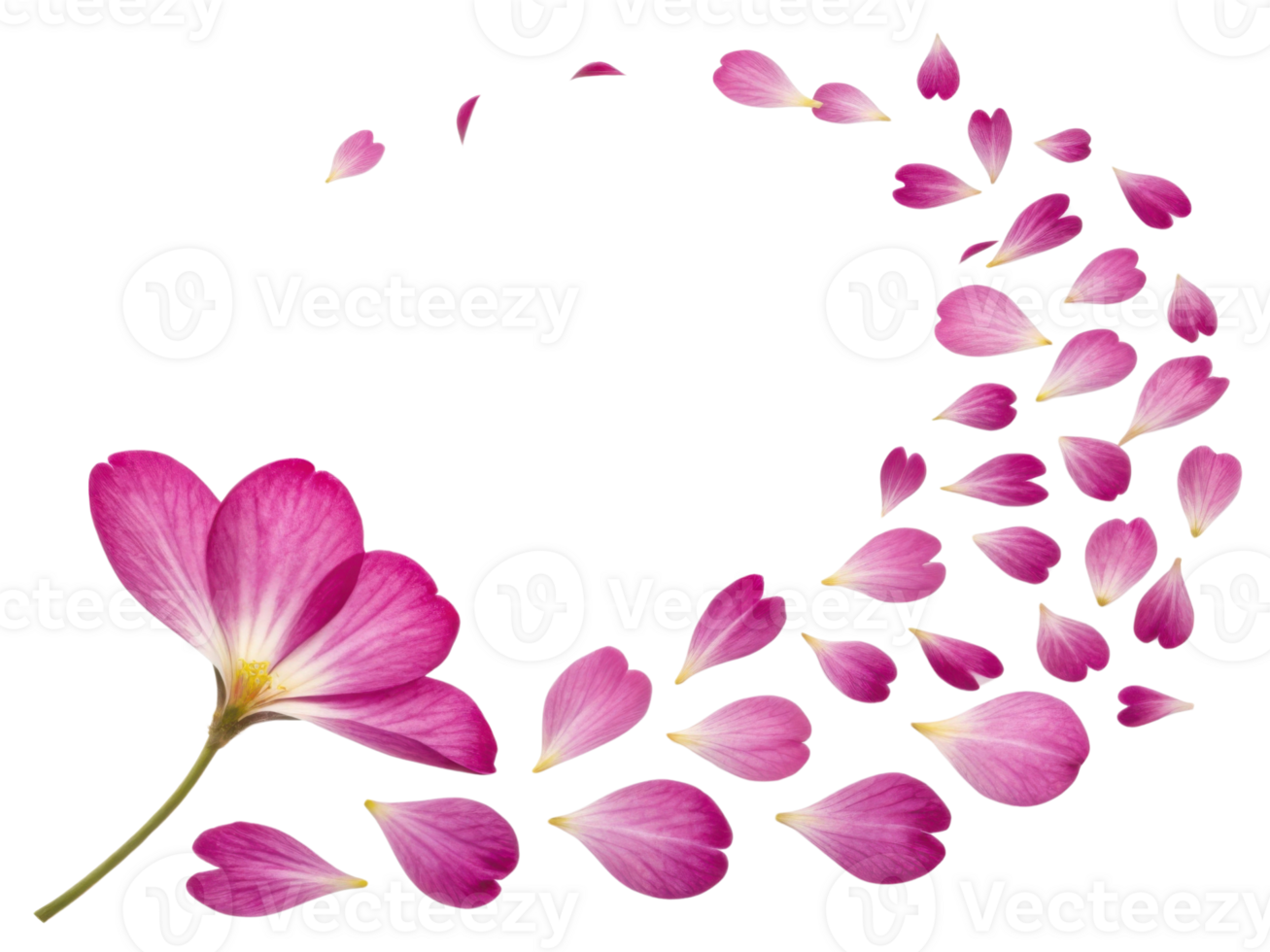 Beautiful primrose flower with delicate pink petals gracefully swirls, creating stunning visual of nature elegance and charm png