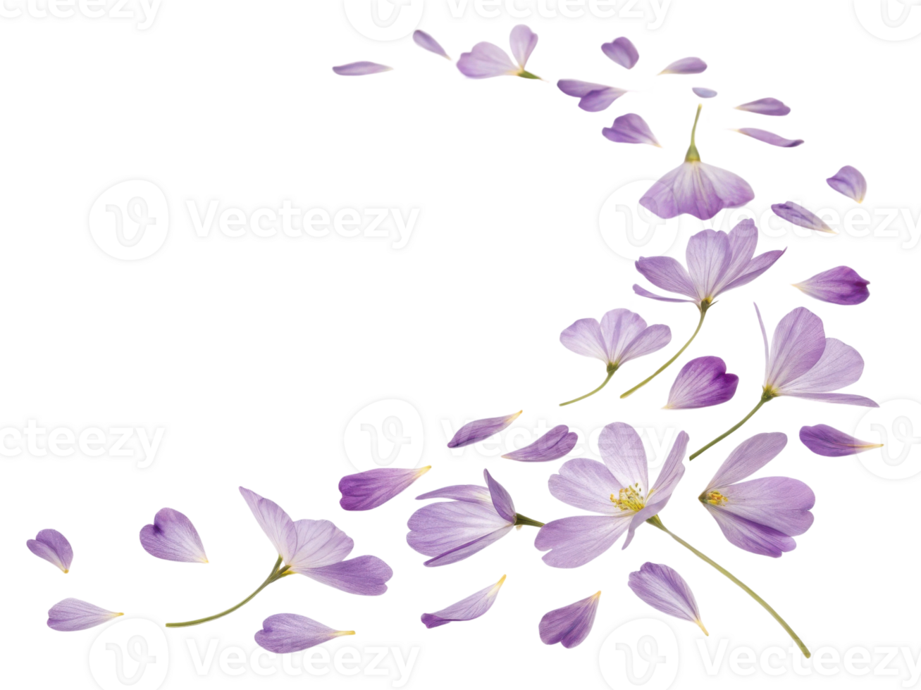 Beautiful primrose flowers gracefully scatter across transparency background, creating serene and delicate atmosphere png