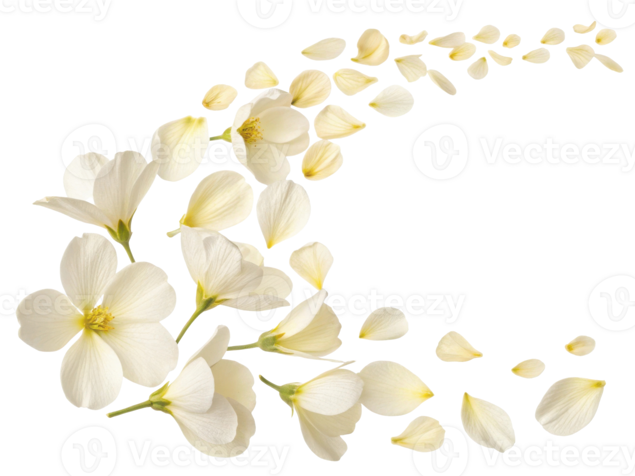 Delicate primrose flowers create beautiful cascade of petals, evoking sense of tranquility and natural beauty png