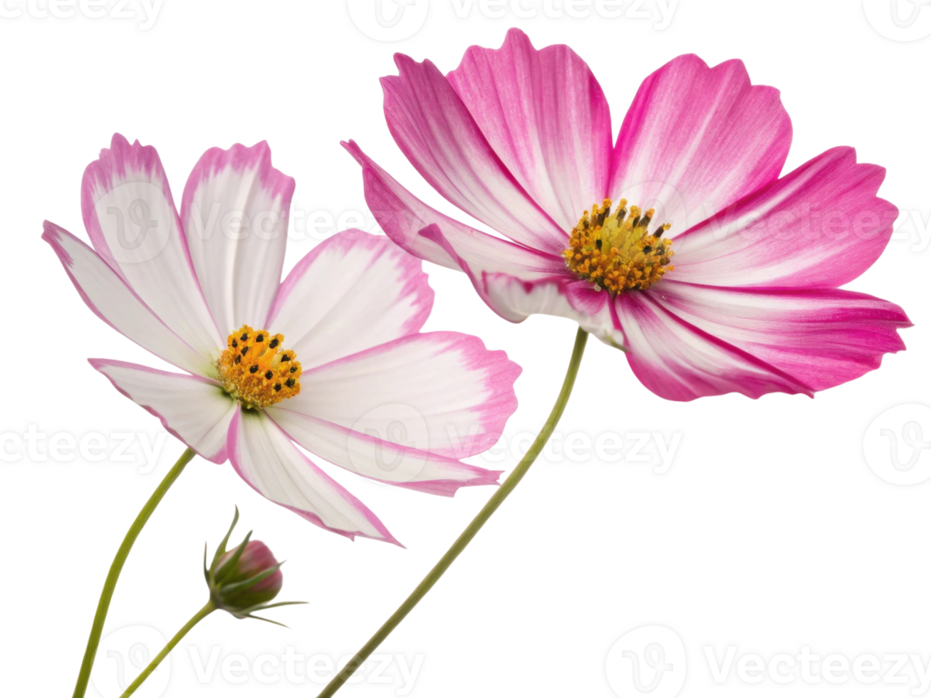 Two cosmos flowers with delicate pink and white petals bloom gracefully with small bud nearby creating serene and natural floral scene png