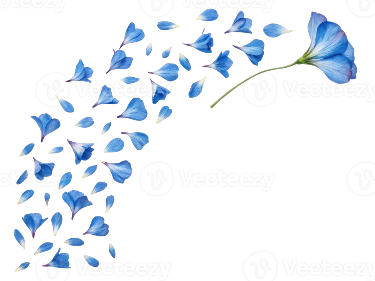 Beautiful primrose flower gracefully disperses its delicate blue petals, creating serene and enchanting visual experience png