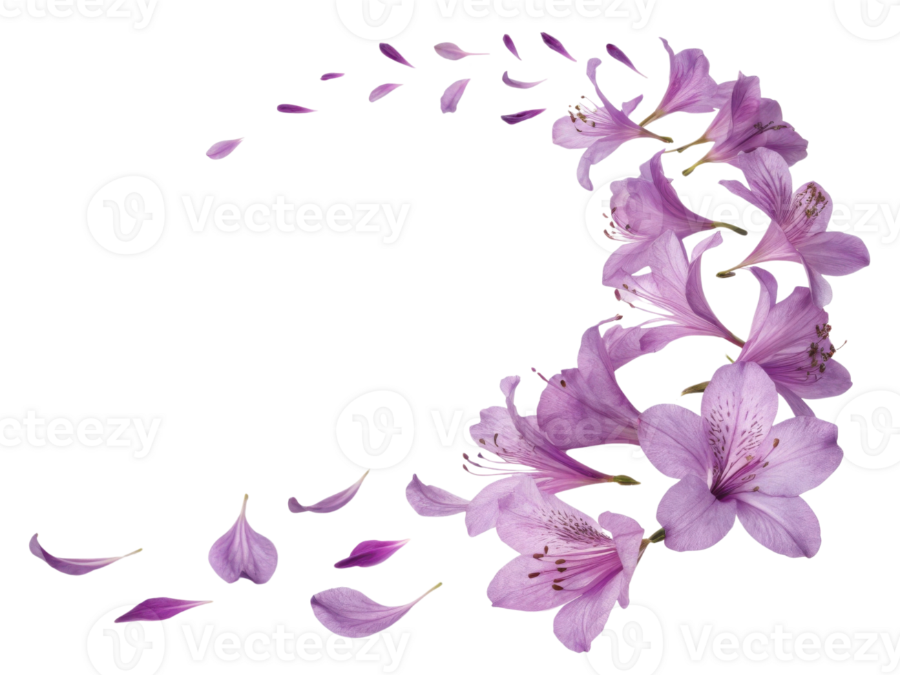 Beautiful arrangement of rhododendron flowers showcases their delicate petals in graceful swirl, evoking sense of tranquility and elegance png