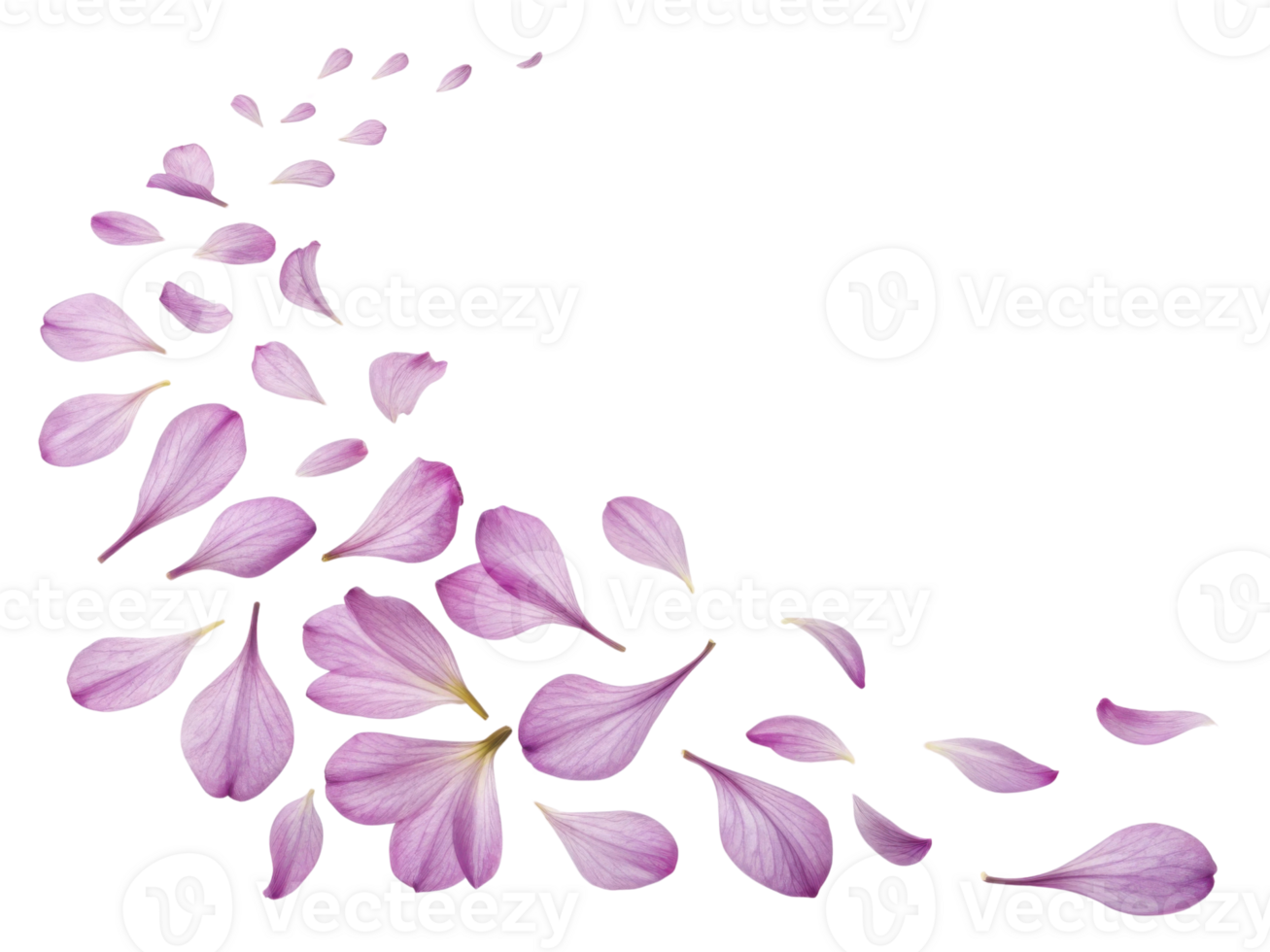 Delicate rhododendron flower petals gracefully scatter, creating beautiful and serene visual effect that evokes tranquility and nature charm png