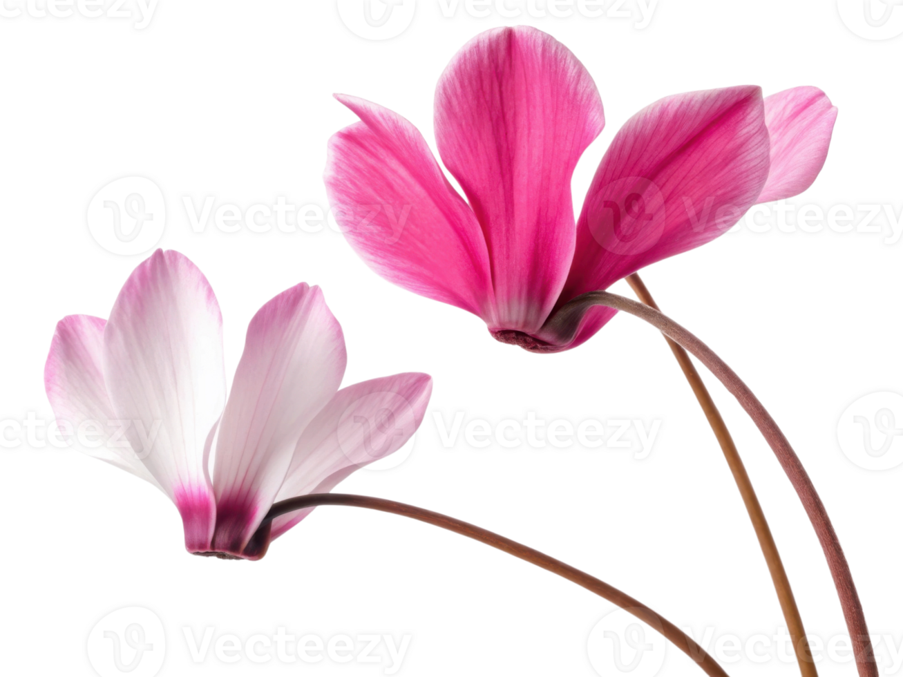 Cyclamen flower with delicate pink and white petals gracefully arching on slender stems creating soft and elegant natural beauty png