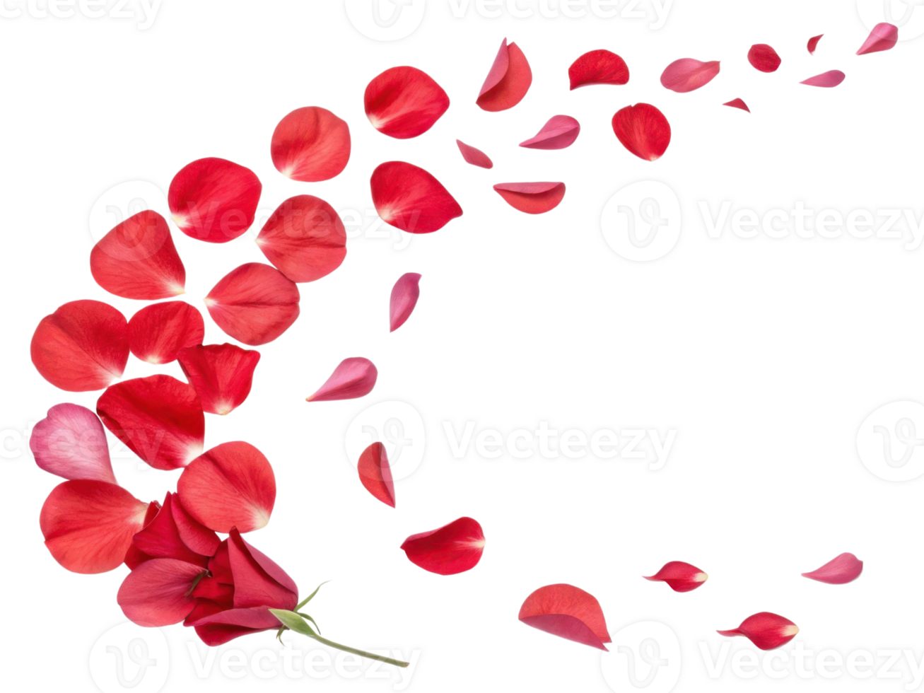 Sweet pea flower with vibrant petals creates beautiful scene as petals scatter gracefully, evoking sense of romance and beauty png