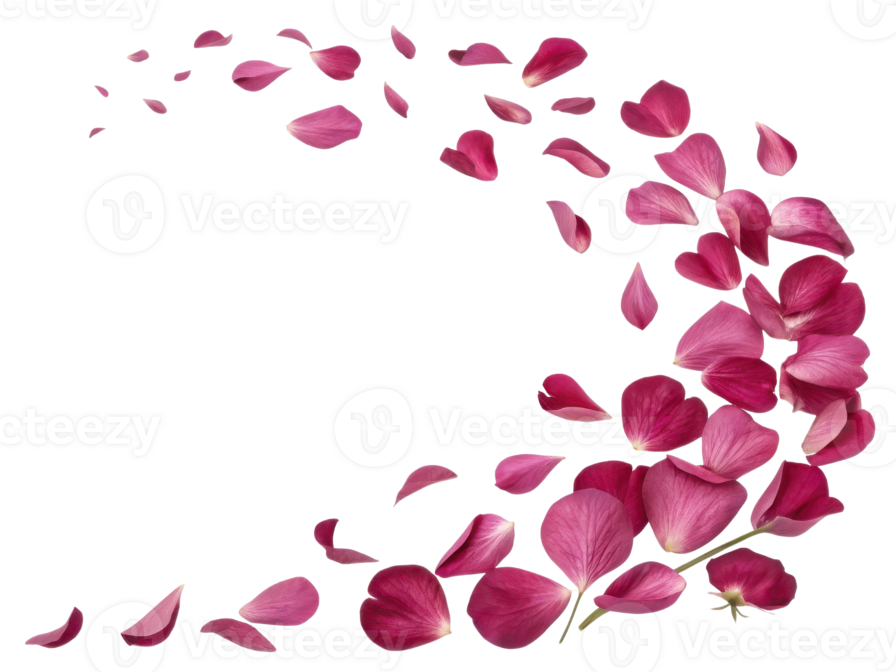Sweet pea flower petals gracefully scatter in beautiful display, creating serene and enchanting atmosphere png