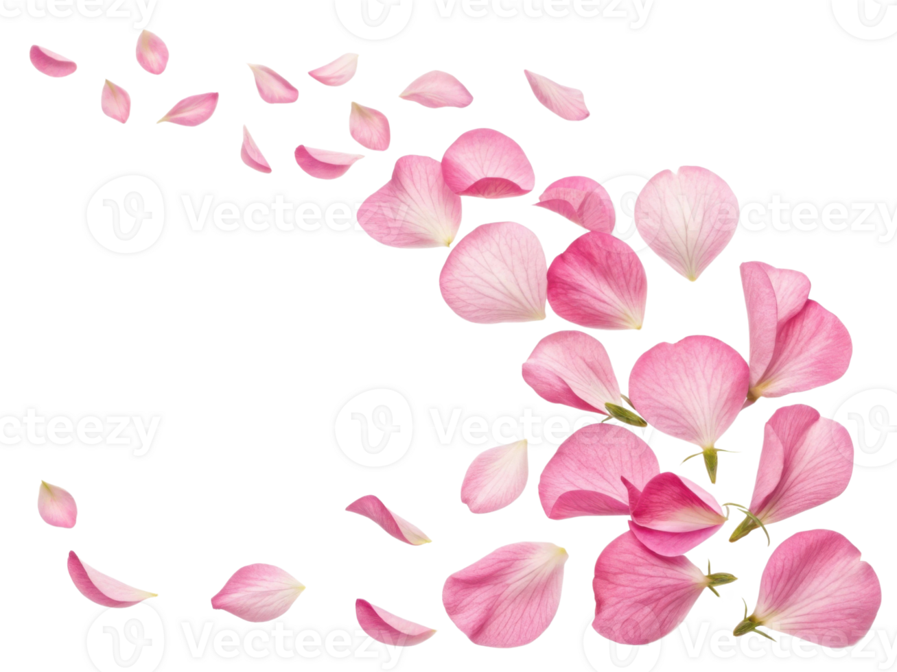 Sweet pink pea flower petals gracefully drift through air creating serene and beautiful scene of nature elegance png