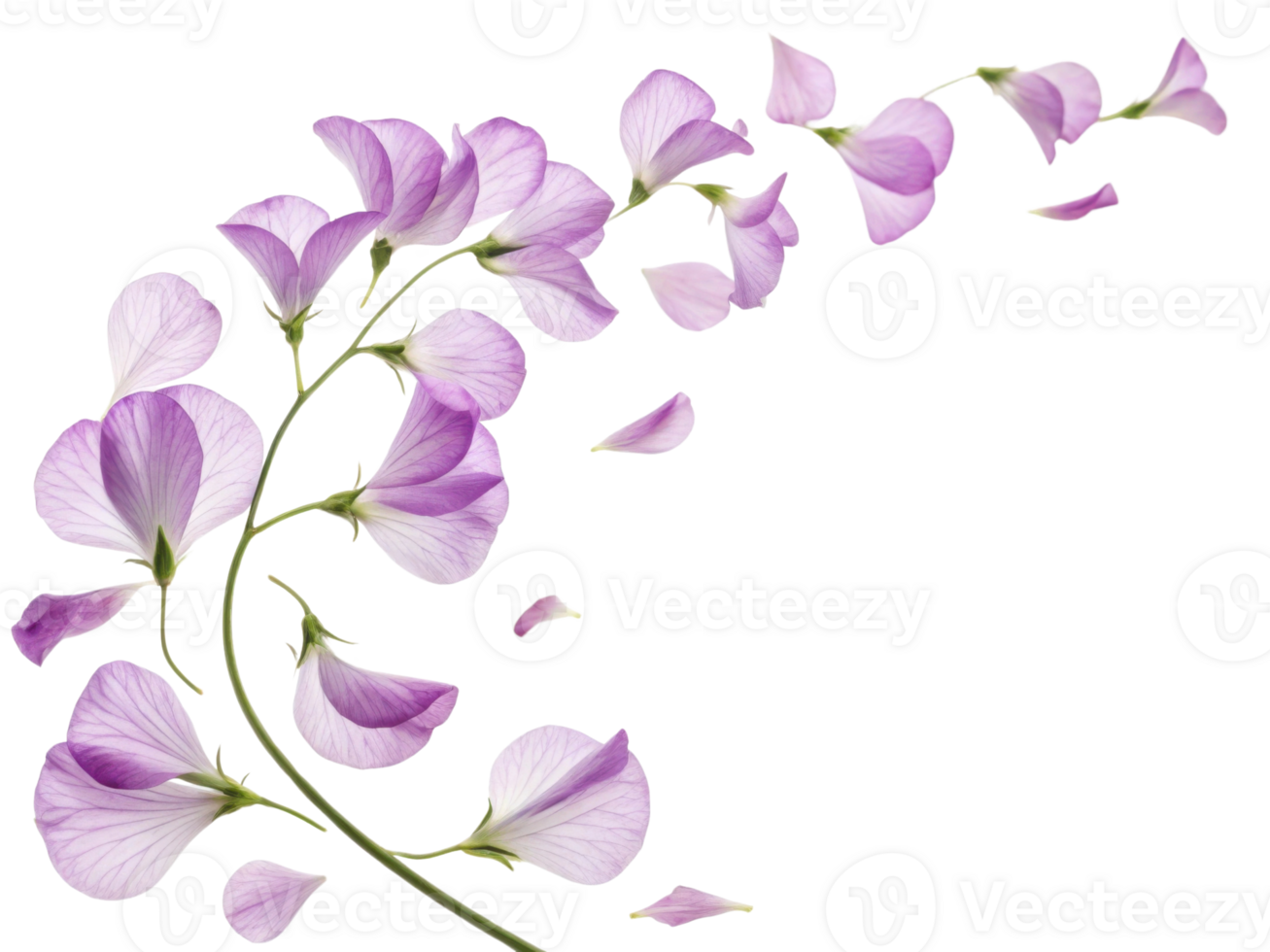 Beautiful arrangement of sweet pea flowers showcases delicate petals in soft purple hues, creating serene and enchanting atmosphere png