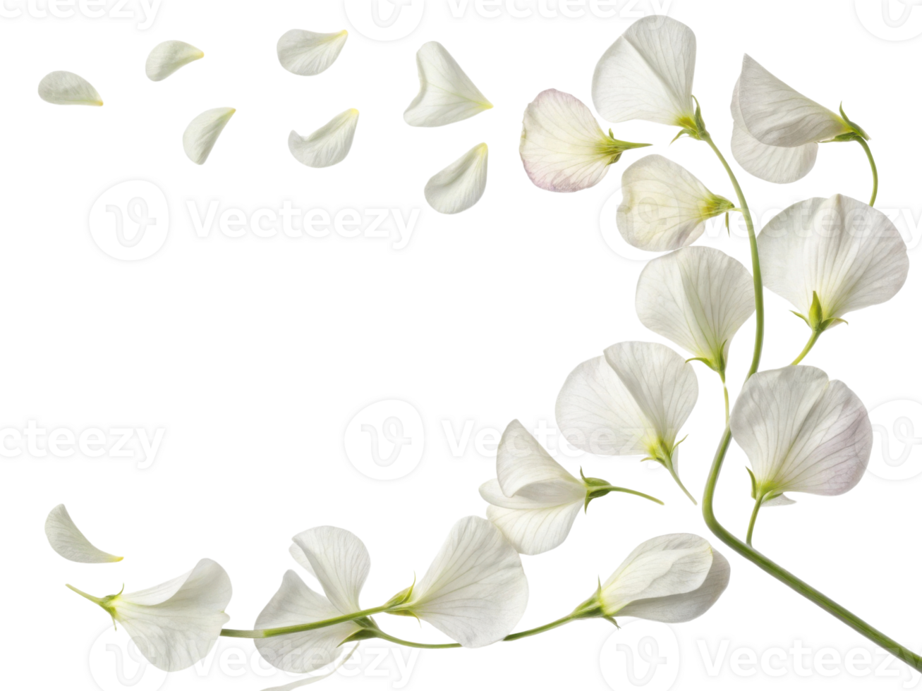 Sweet pea flower gracefully displays its delicate petals, creating beautiful and serene atmosphere png