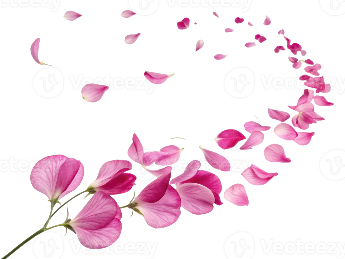 Sweet pea flowers gracefully scatter in beautiful swirl, creating charming and delicate display of nature elegance png