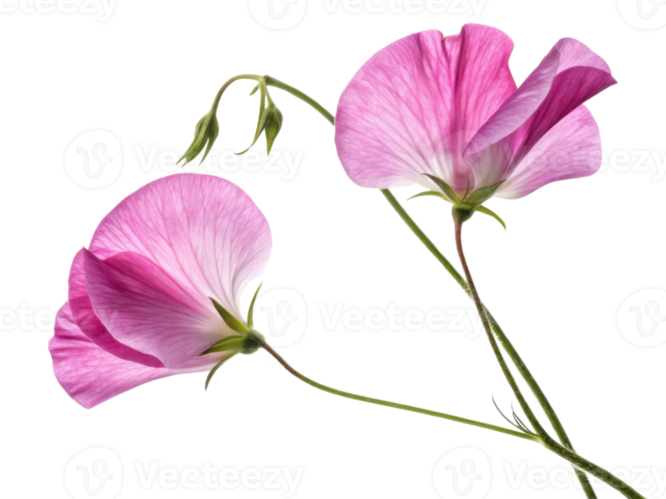 Sweet pea flowers bloom gracefully, showcasing their delicate petals in shades of pink, creating charming and vibrant display png